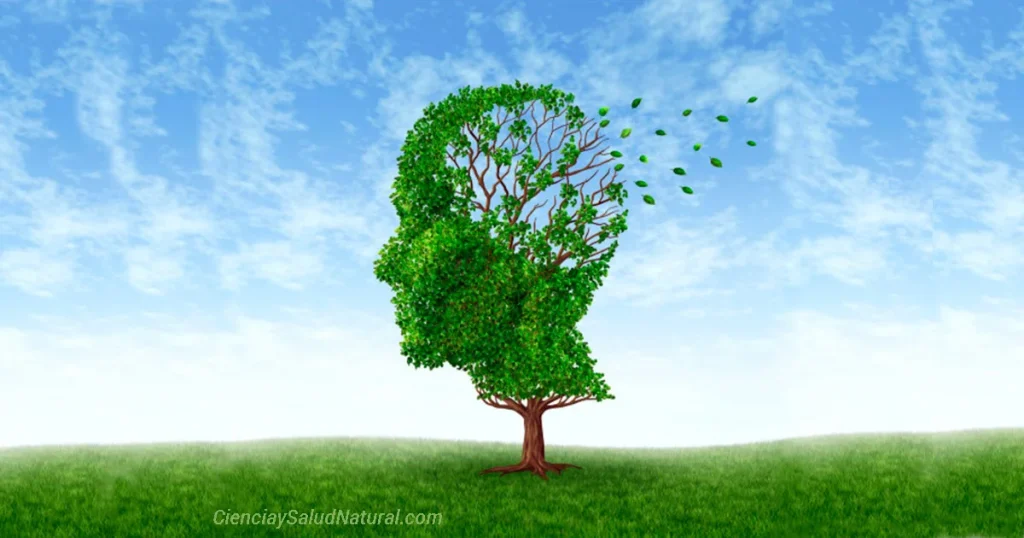 Plantas medicinales para mejorar la salud del cerebro herb cere porta