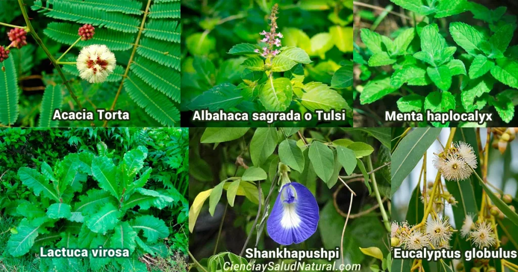 Hierbas medicinales para enfermedades respiratorias crónicas plantas respira porta (1)